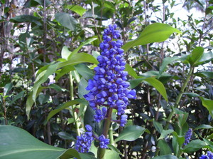 bluegingerflower.jpg
