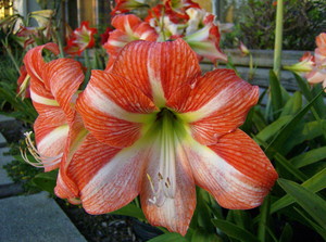 oragewhiteamaryllis.jpg